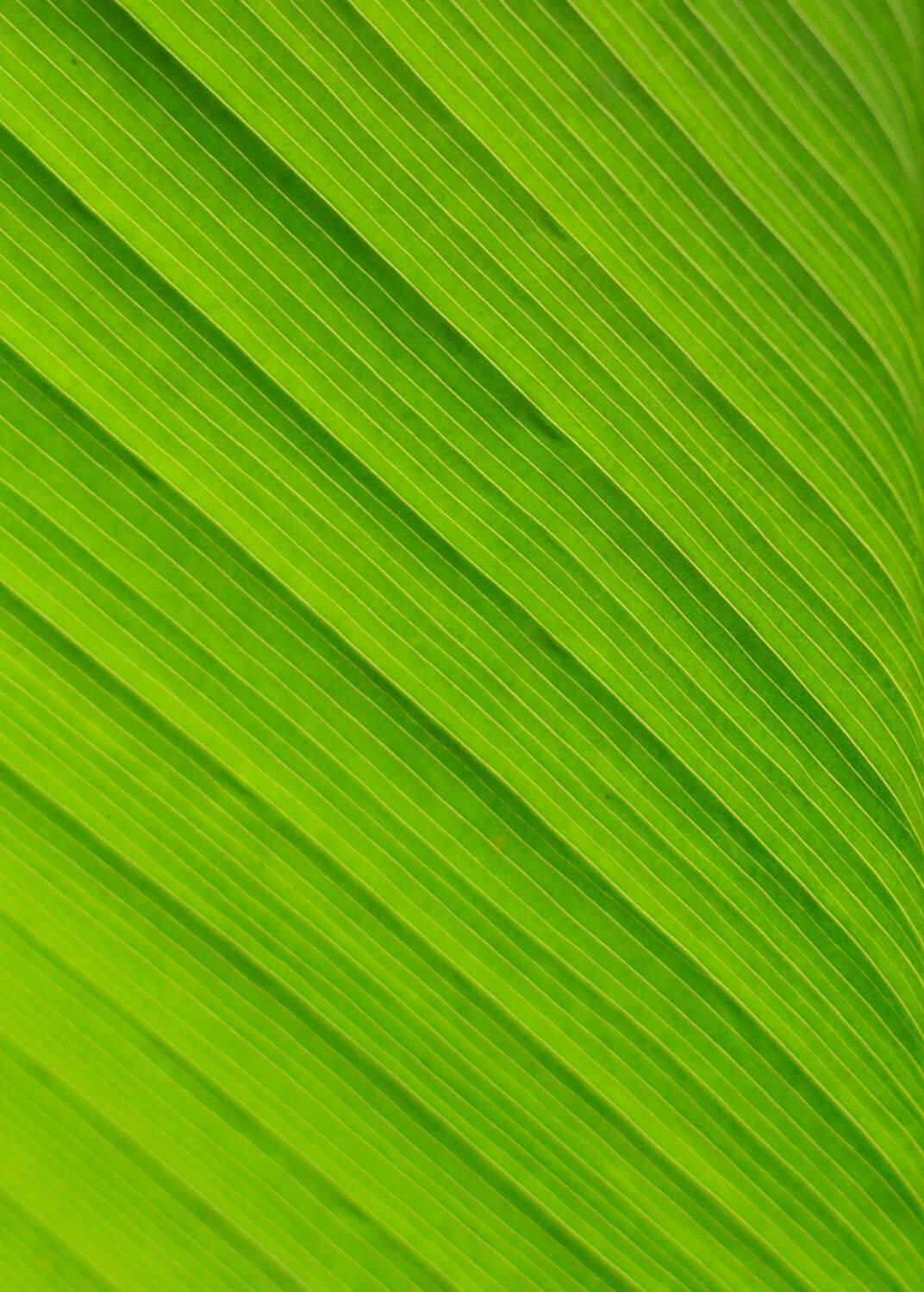 Heldere kijk homeopathie Veenendaal