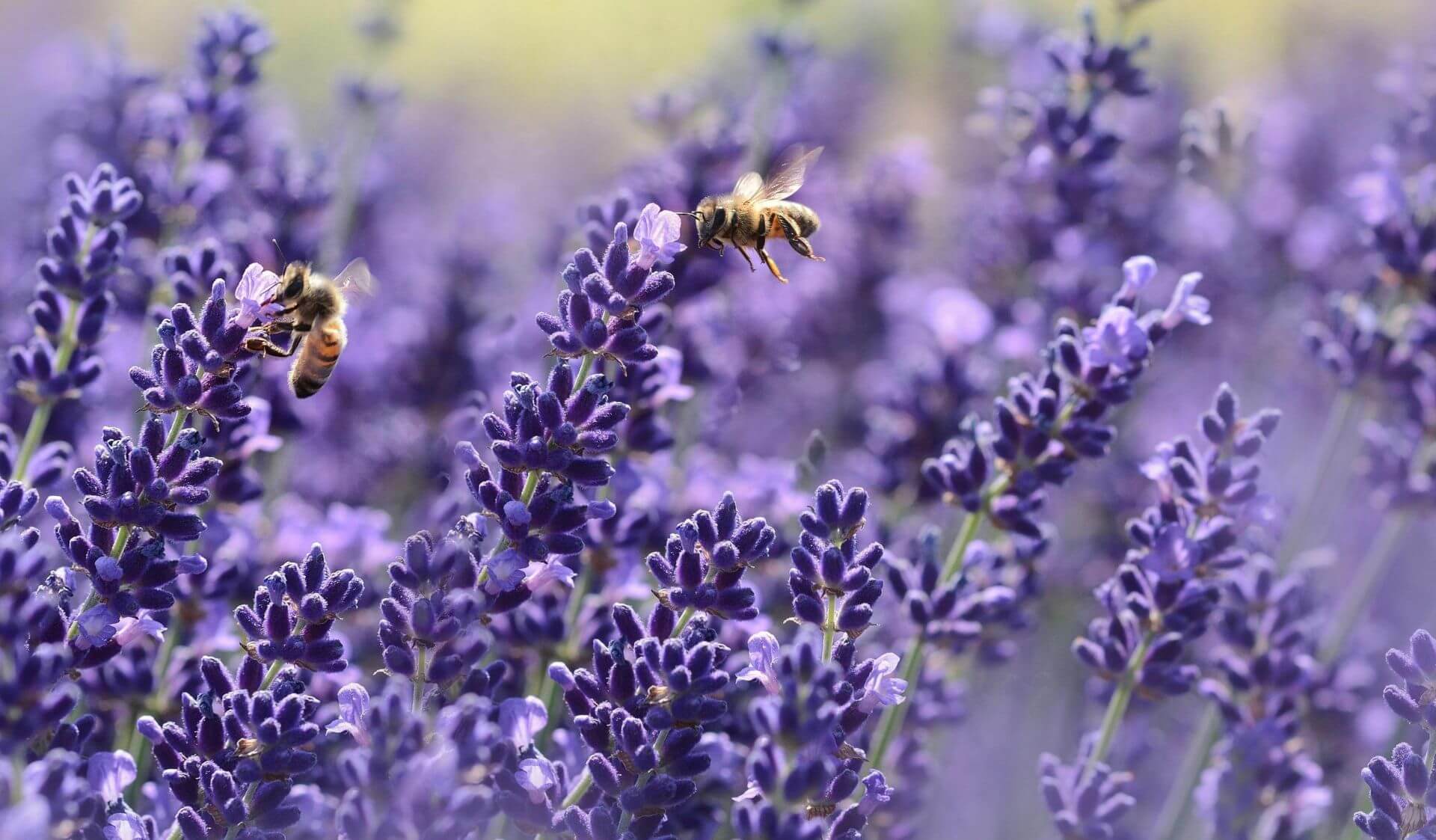 Heldere kijk homeopathie Veenendaal