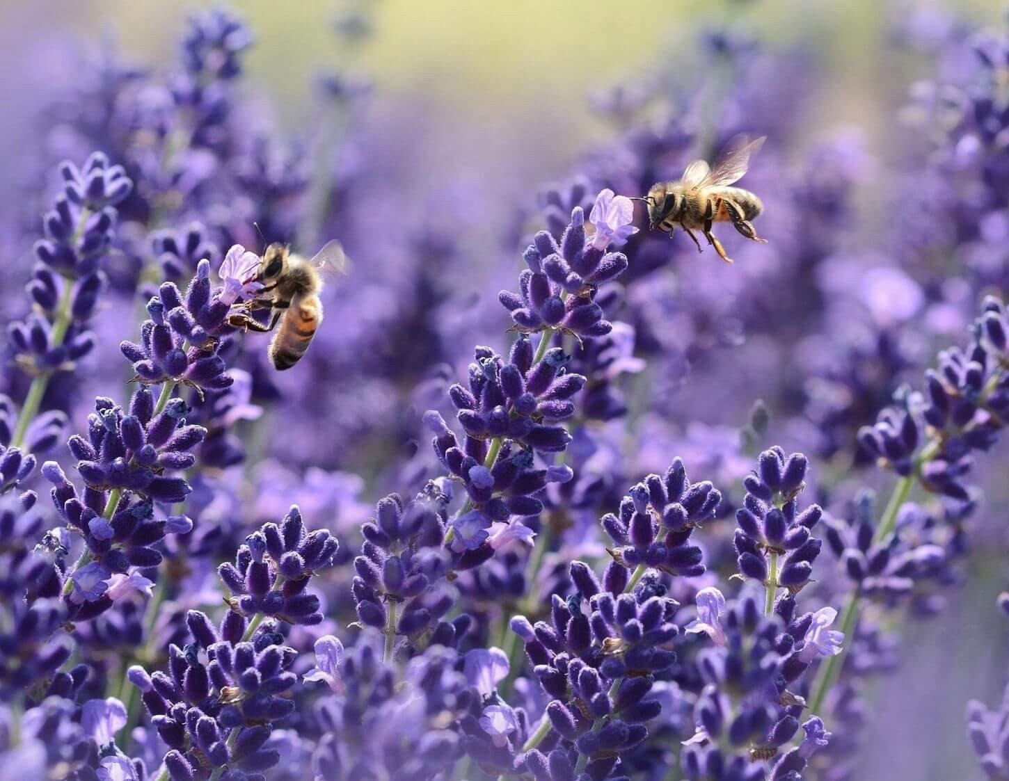Homeopathie Heldere kijk 